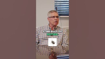 Do Stink Bugs BITE or STING? #shorts