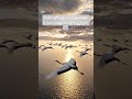 Watch These Giant Cranes Fly Perfectly in an Amazing V Formation! #birds #wildlife #birdlife #sea
