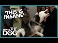 Dangerous Husky with No Bite Inhibition | It's Me or the Dog Dangerous Husky with No Bite Inhibition | It's Me or the Dog
