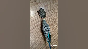 Наш попугай и черепаха🐦🐢//черепаха не пострадала🐢//это мой тт//