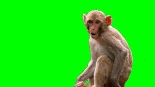 Monkey (live action) 1080p Green Screen