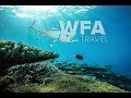 WFA Maldives Experience