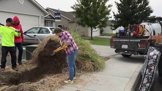 Controlling Ravenna Grass