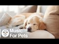 Soothing music for dogs to calm down relax  sleep  dog music therapy calming aid for relaxation