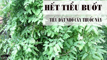 Hết Tiểu Buốt, Tiểu Dắt, Tiểu Nhiều Lần, viêm tiết niệu bằng cây bòng bong