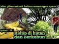 Hama kembali berulah memangsa ternak di malam hari warta petani muda hidup di hutan