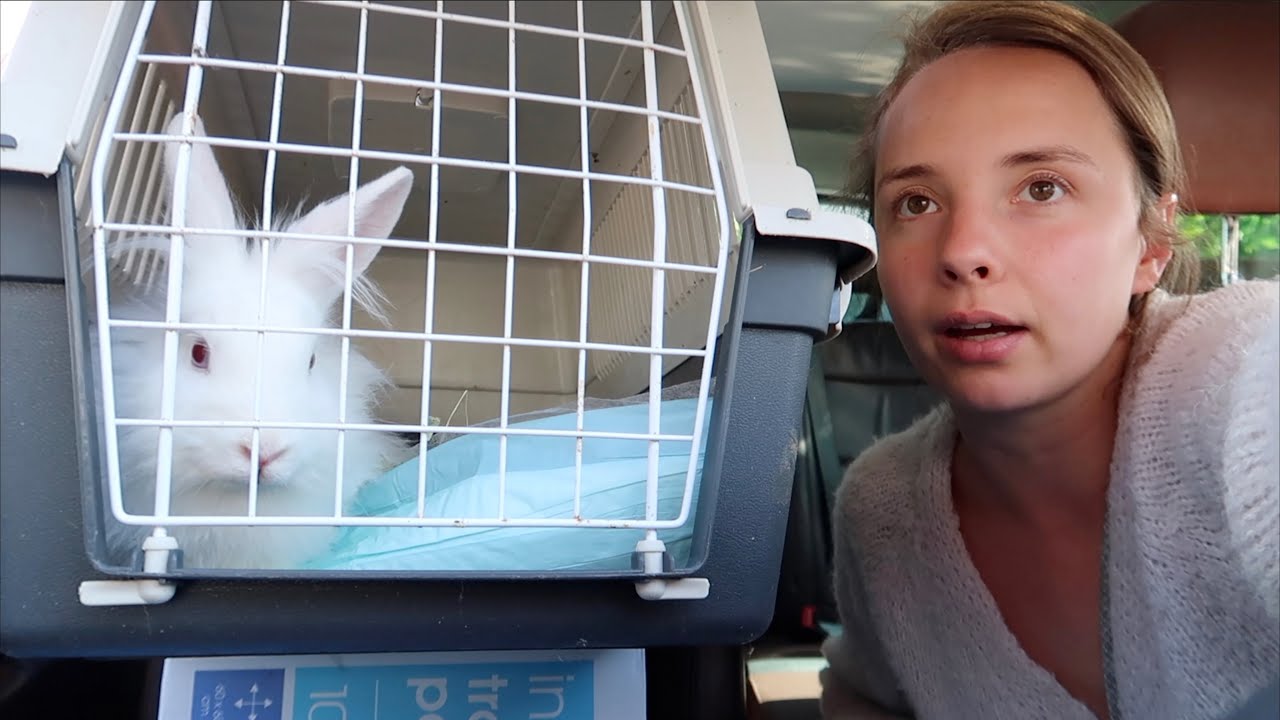 Zieke dieren & werken in de opvang | WEEKVLOG