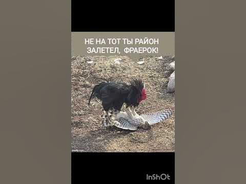 фраерок - YouTube