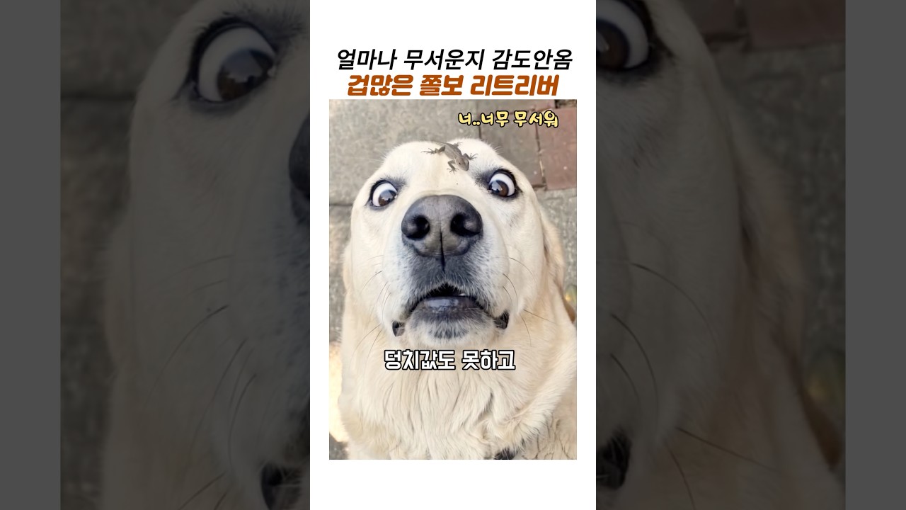 도마뱀이 너무 무서운 겁많은 리트리버#레브라도리트리버#웃긴동물