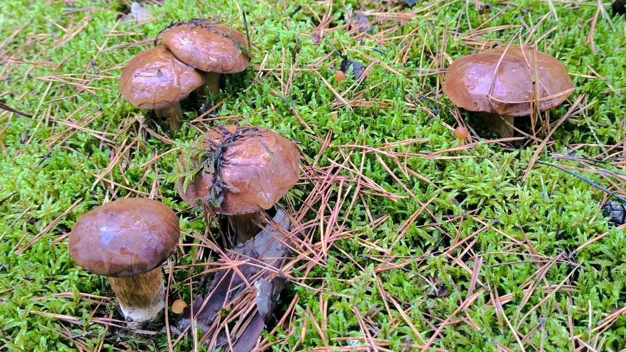 Грибная охота 12.11.2025