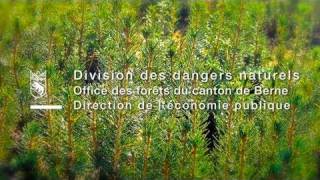 Production de plants pour des reboisements d'altitude dans le canton de Berne