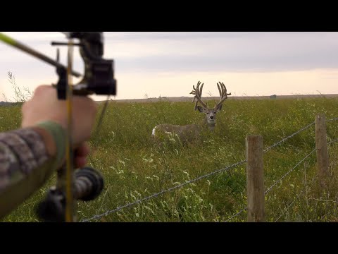 The Sleepy Story - Official Trailer # 1
