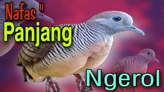 Perkutut lokal gacor nafas panjang ngerol durasi panjang