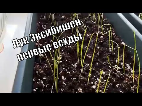 Первые всходы Лука Эксибишен
