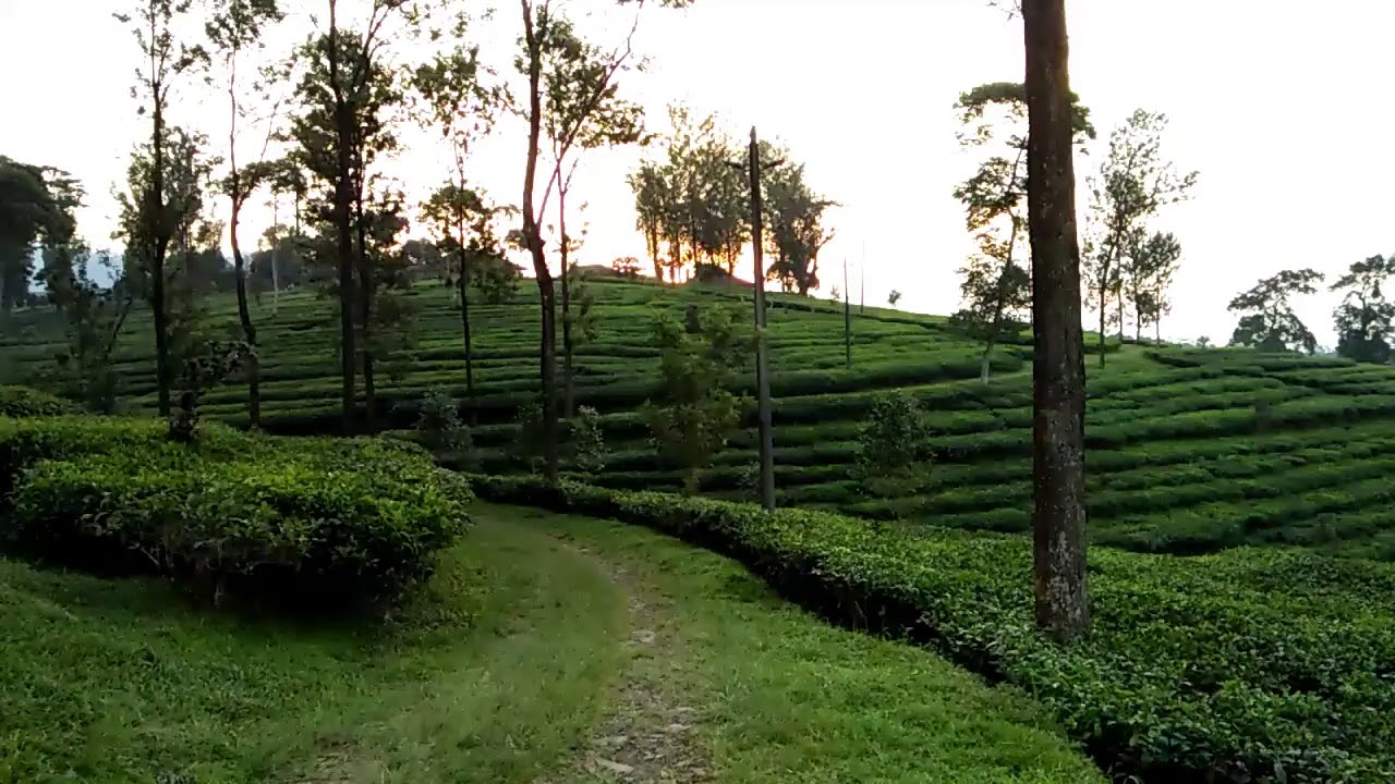 KEBUN TEH PAGILARAN - YouTube