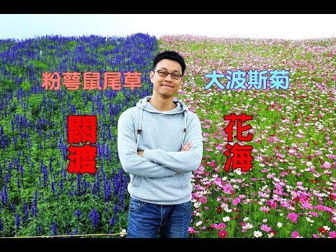 [2018台北花海旅遊景點] 關渡花海一大片的紫色鼠尾草和波斯菊，不管怎麼拍都好美！