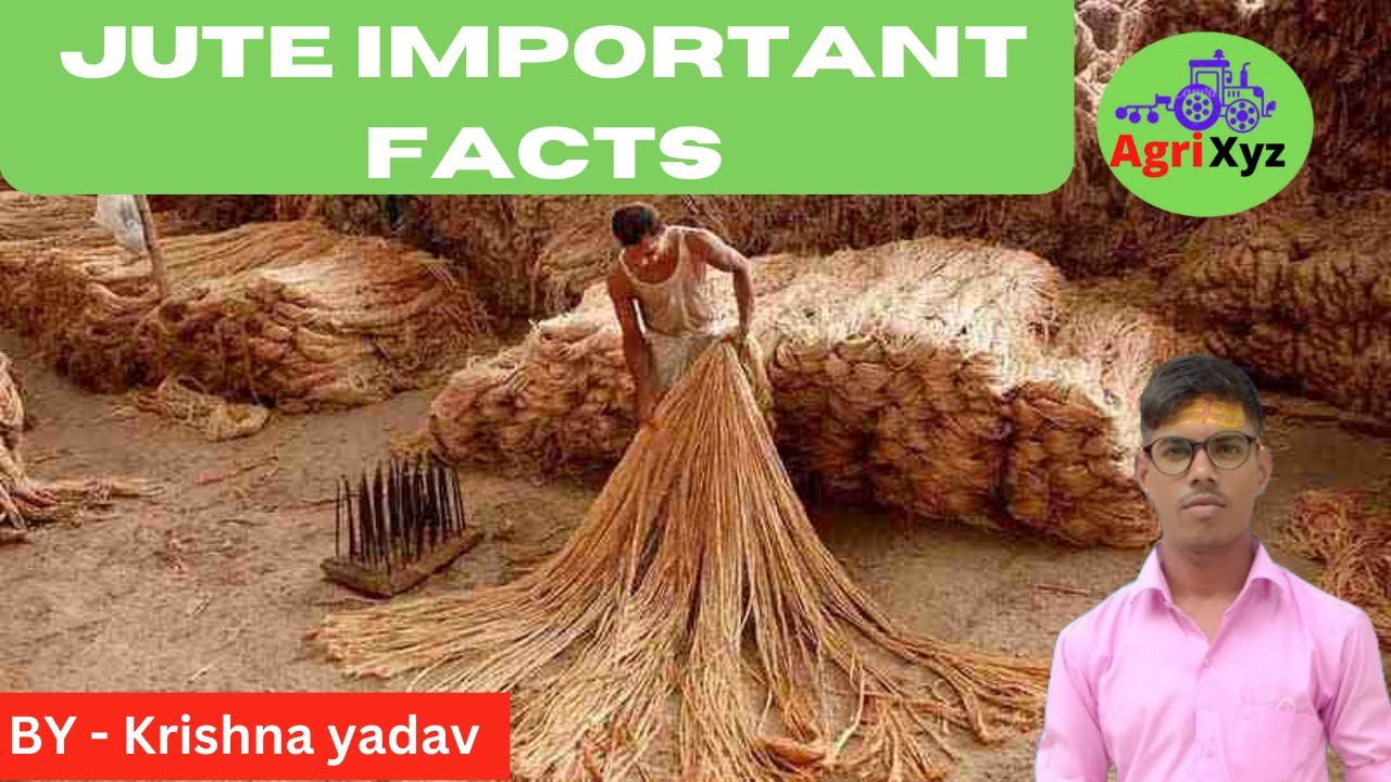 Jute Important facts YouTube