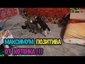 УНИЧТОЖЕНИЕ ЕНОТА ! Котенок отрывается / Видео для поднятия настроения / Приколы с кошками. Легенда.