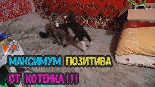 УНИЧТОЖЕНИЕ ЕНОТА ! Котенок отрывается / Видео для поднятия настроения / Приколы с кошками. Легенда.