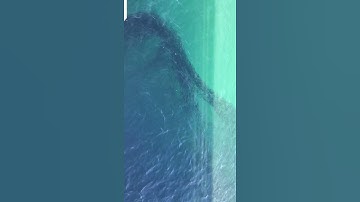 Thumbnail of Cayucos pier anchovies