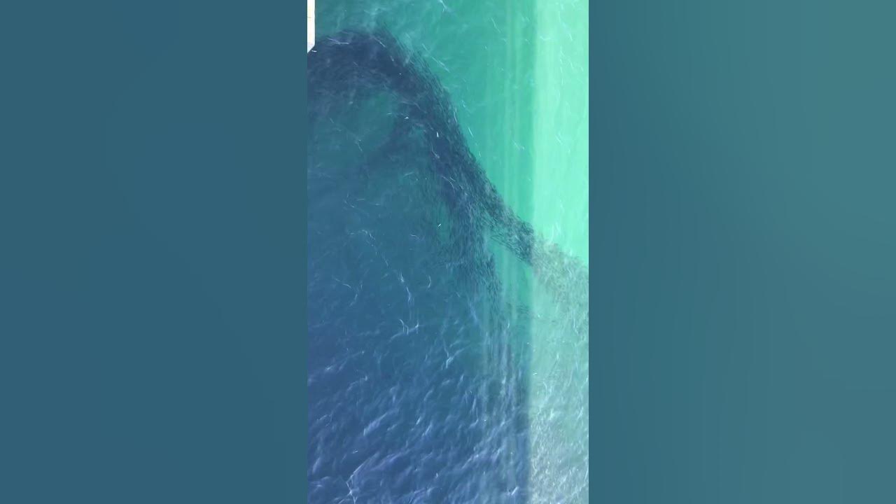 Cayucos pier anchovies