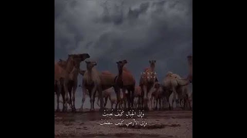 أفلا ينظرون إلى الإبل كيف خلقت(سورة الغاشية)|حالات دينية واتس أب