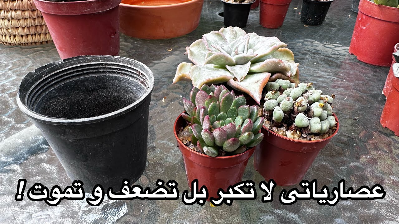 أنت الآن تعرف السر ! لن تموت عصارياتك بعد الآن !ما يفعله نقل العصاريات لاصيص اصغر!what small pots do