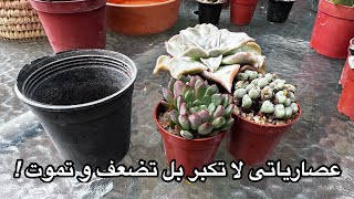 أنت الآن تعرف السر  لن تموت عصارياتك بعد الآن ما يفعله نقل العصاريات لاصيص اصغرwhat small pots do