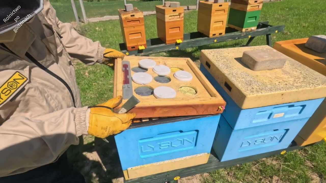 Szybki przegląd odkładów i wybranych rodzin - koniec czerwca na pasiece