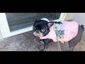 A NEED for your dogs this summer, the cutest cooling vest! By mom a dog mom of 2