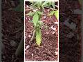 @FastBudsGenetics These late Flower update: she is really stacking with dense frosty nugs!
