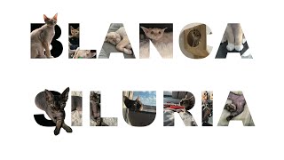 デボンレックス猫の写真で名前文字をデザインしました(A design of name letters using cute photos of Devon Rex cats)