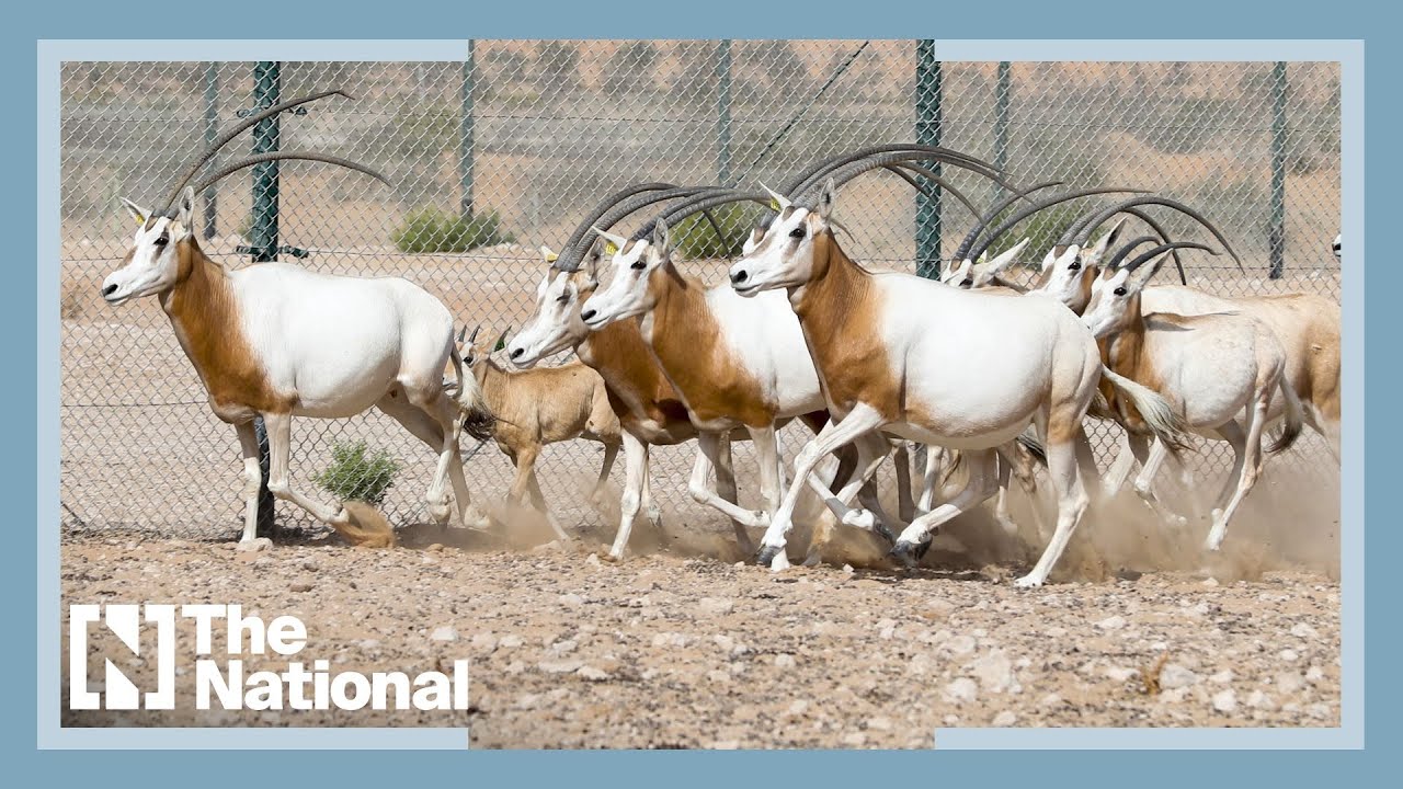 Inside the UAE breeding centre fighting to save endangered species