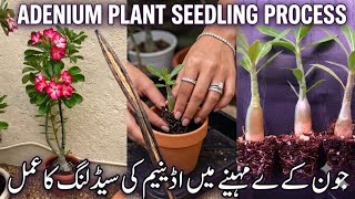 Adenium Plant Seeding Process June Me | Desert Rose Seed Se Plant Ugao Full Method