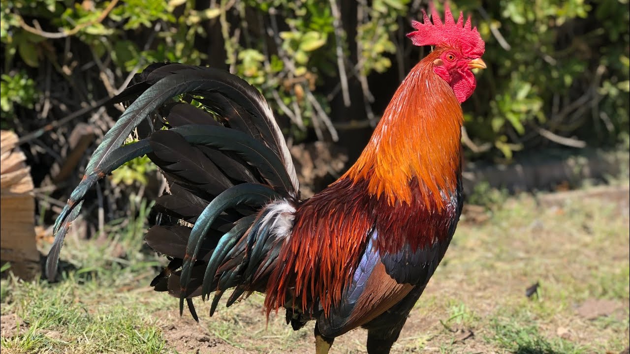 White Hackle Roosters - YouTube