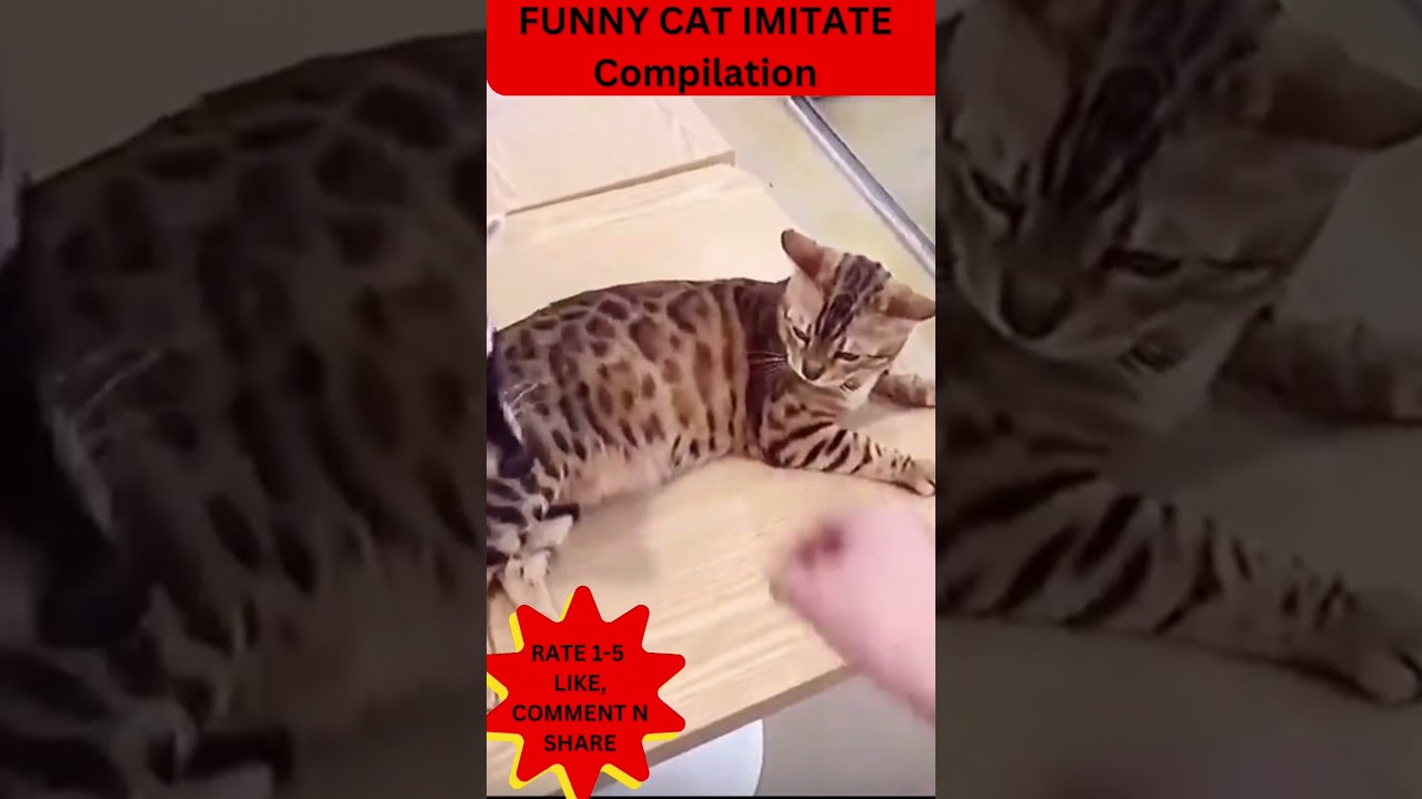 Funny cat imitate owner #shorts #catfunnyvideos #catlovers #cat #catlover #cats #catfunny #short