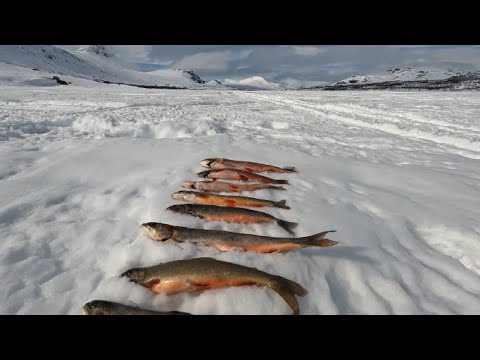 Rödingfiske och arkliv