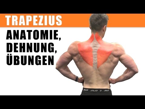 m. trapezius: Training, dehnen, Anatomie, Übungen