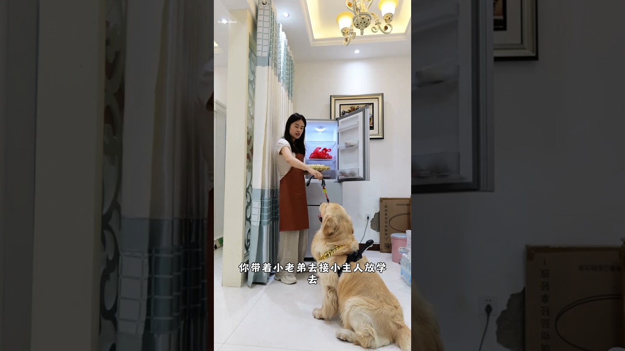 What Happened When Dog Left Home with a Camera — Transcript