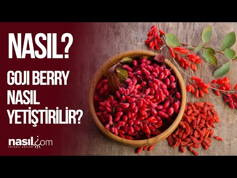 Video: Berry çalısı: yapı, yetiştirme özellikleri, dikim ve bakım