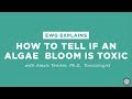 How to tell if an algae bloom is toxic