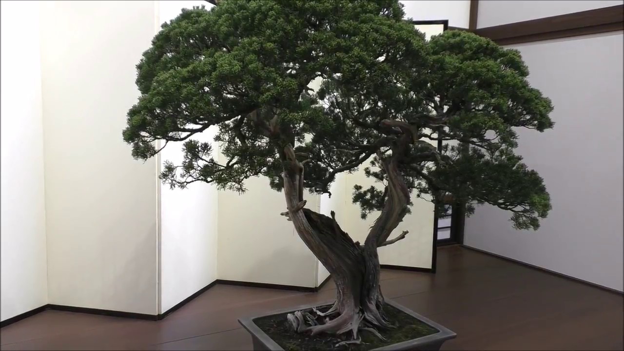 皇居の盆栽 THE IMPERIAL BONSAI OF JAPAN The Imperial Bonsai 皇居の盆栽 :The 8th World Bonsai