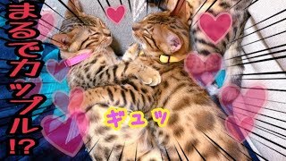 ニコリン熱愛！？恋人同士のような兄弟猫が可愛い