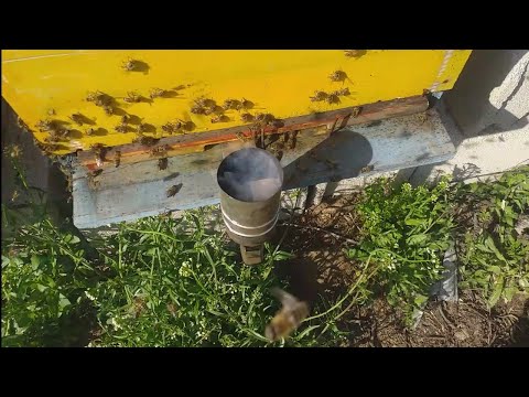 Počeo je rat protiv varoe