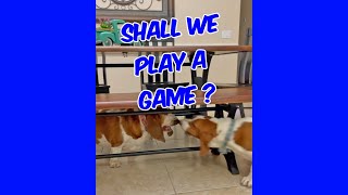 Shall We Play A Game ?    #puppy #bassethound #basset #dog