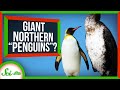 The Northern Hemisphere’s Very Own Giant Penguins (Sort Of)