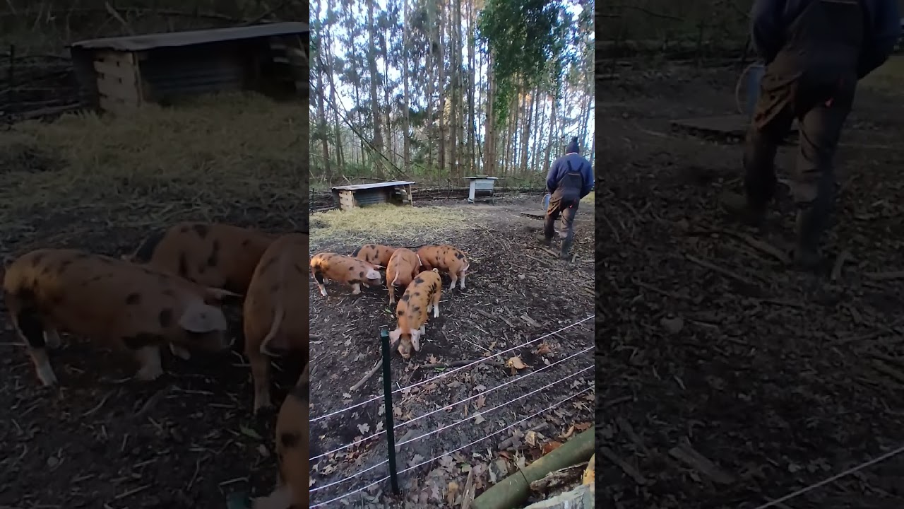 Xmas morning for the OSB Piglets. Playtime and food.