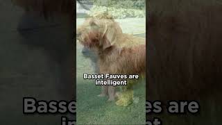 Basset Fauve de Bretagne from France #dogs