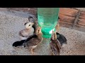 Como fazer Bebedouro automático para aves com pet.