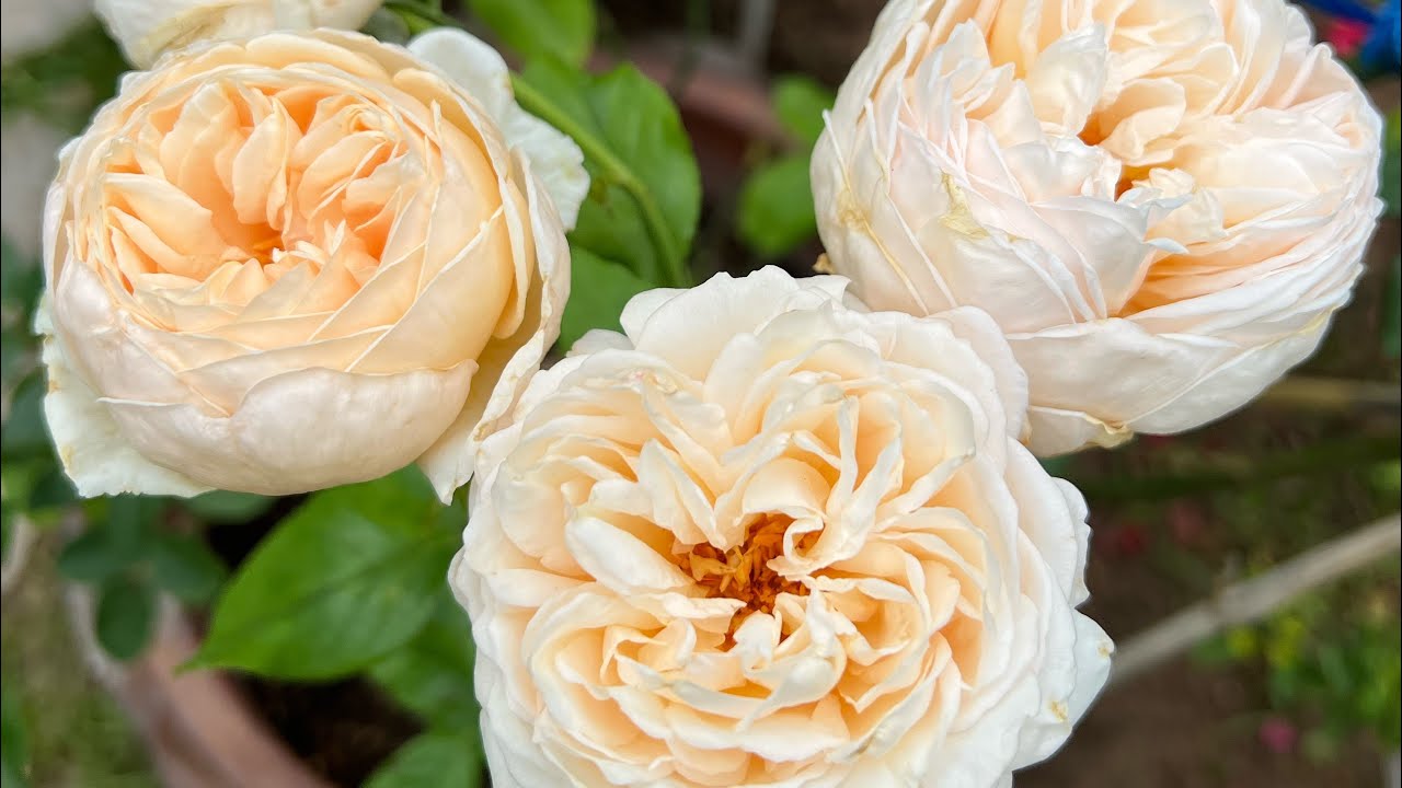 ep.14  Alexandrine เป็นกุหลาบอีกต้นที่ดอกสวยละมุนฟูมากกกกกกก